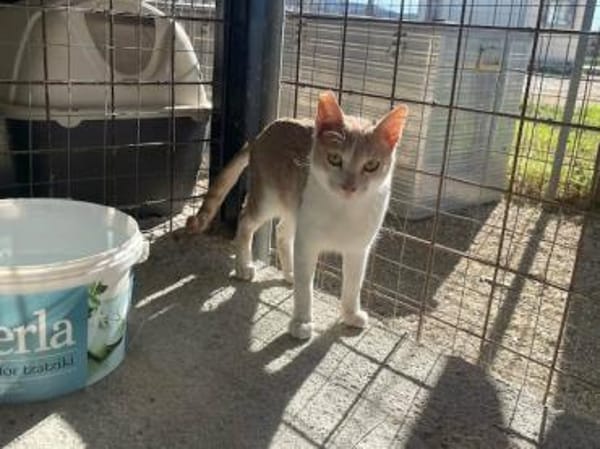 Caffè, roter Wirbelwind, ca. 2 Jahre