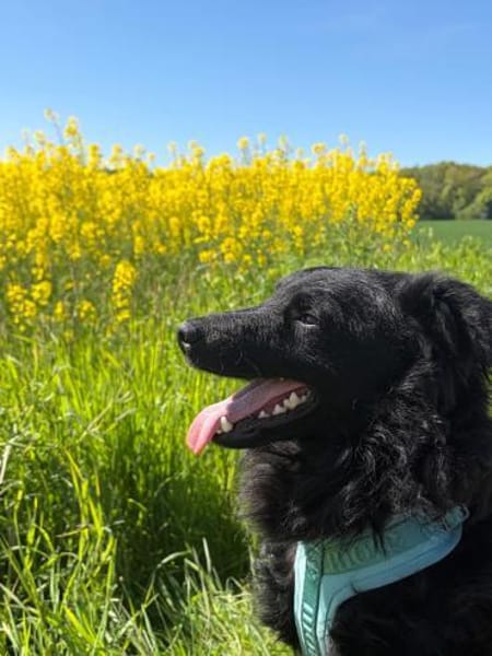 Koksi sucht seine Menschen🐾