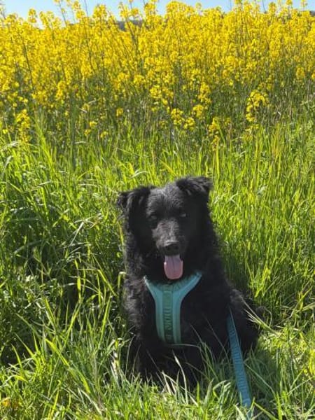 Koksi sucht seine Menschen🐾