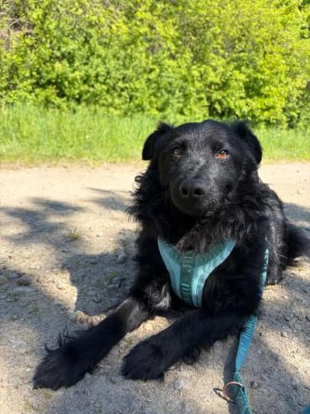 Koksi sucht seine Menschen🐾