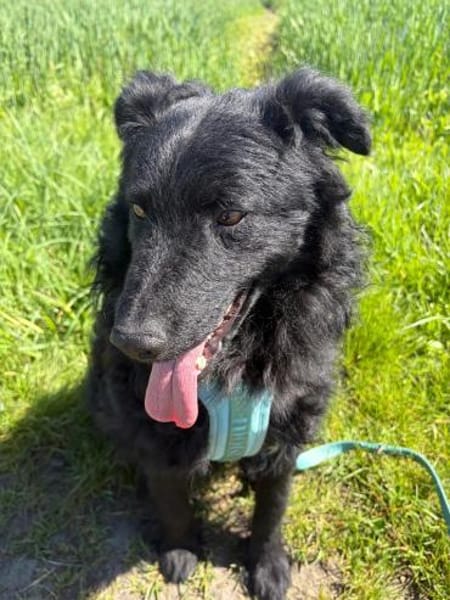 Koksi sucht seine Menschen🐾