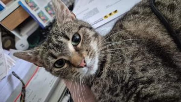 Hermine Freundliches Tigermädel