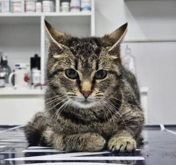 Hermine Freundliches Tigermädel