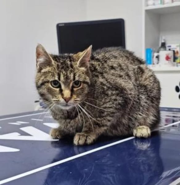 Hermine Freundliches Tigermädel
