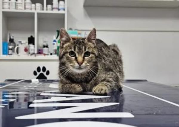 Hermine Freundliches Tigermädel