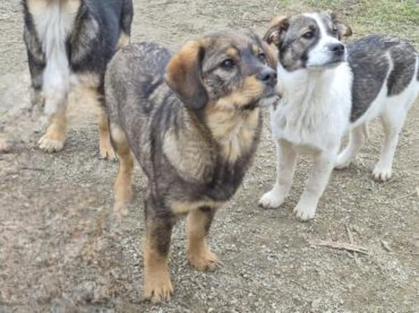 Lenny träumt vom warmen Körbchen (E)