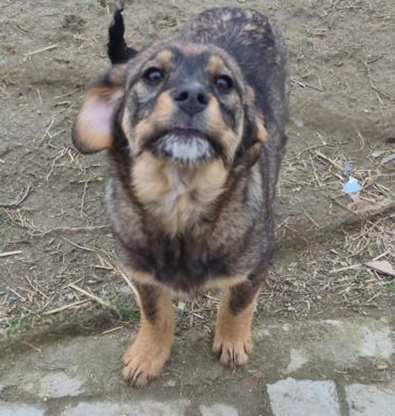 Lenny träumt vom warmen Körbchen (E)