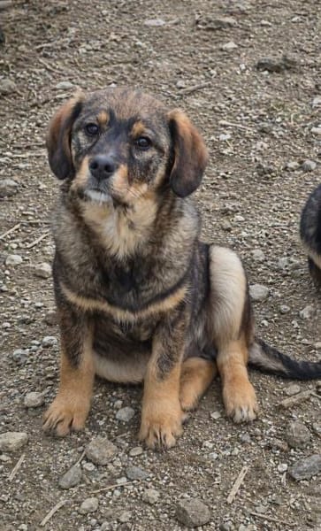 Lenny träumt vom warmen Körbchen (E)