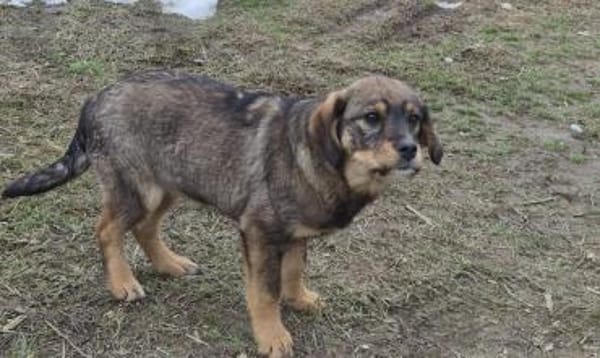 Lenny träumt vom warmen Körbchen (E)