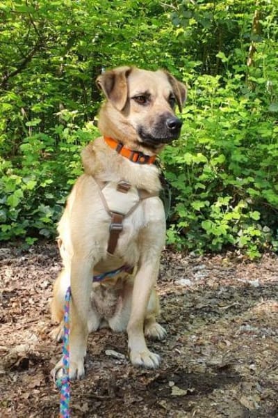 Sanfte,katzenliebe ♥Karla♥ 51503 Rösrath