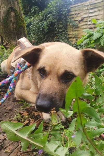 Sanfte,katzenliebe ♥Karla♥ 51503 Rösrath