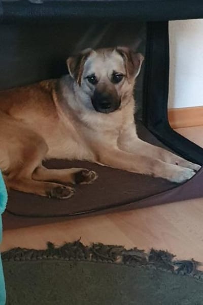 Sanfte,katzenliebe ♥Karla♥ 51503 Rösrath