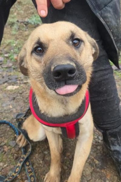 Sanfte,katzenliebe ♥Karla♥ 51503 Rösrath