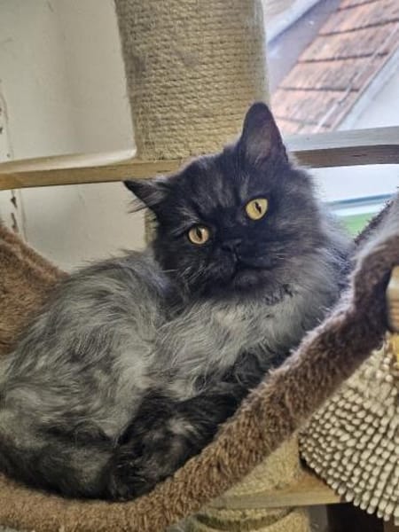 COCO - Perserherzchen sucht Neustart!