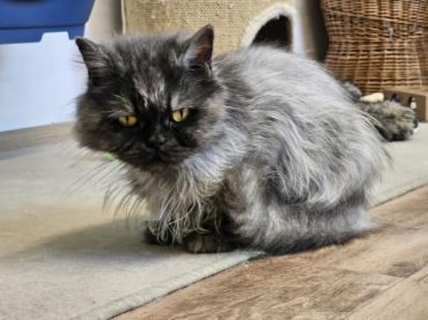 COCO - Perserherzchen sucht Neustart!