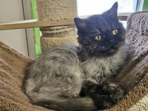 COCO - Perserherzchen sucht Neustart!