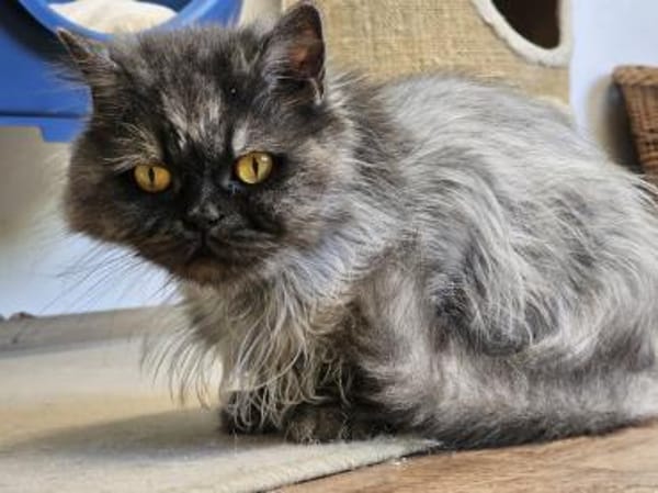 COCO - Perserherzchen sucht Neustart!