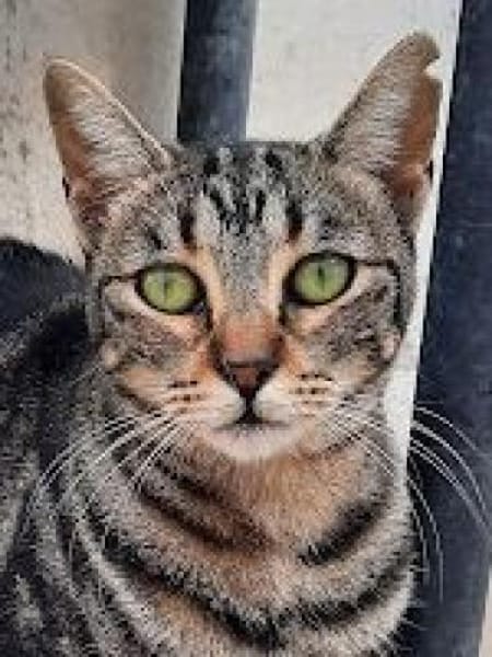 Ginebra wartet ......auf Sie?