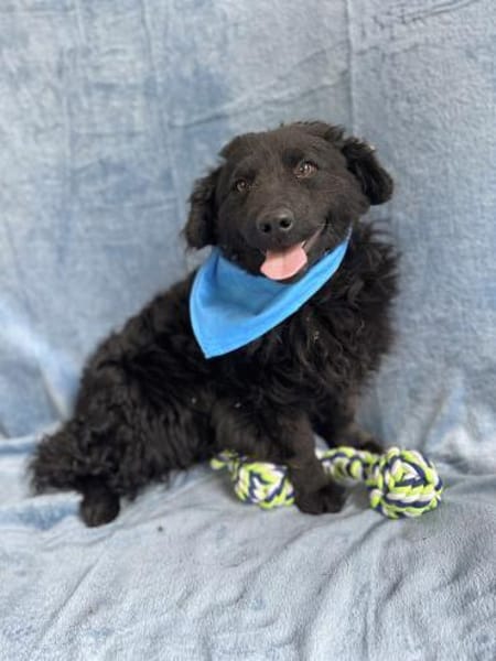 Cosmo (Cooper) Kleiner Kuschelbär sucht