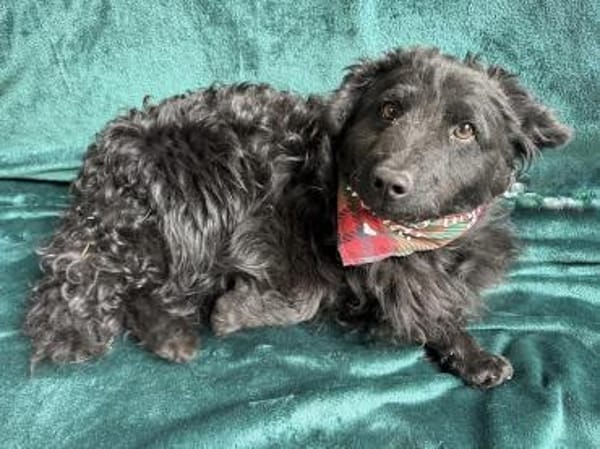 Cosmo (Cooper) Kleiner Kuschelbär sucht