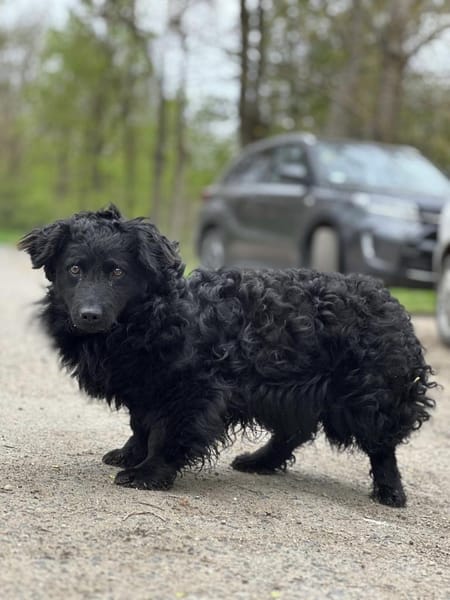 Cosmo (Cooper) Kleiner Kuschelbär sucht