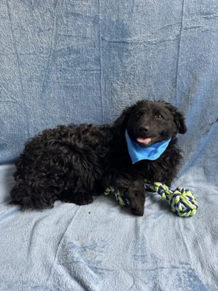 Cosmo (Cooper) Kleiner Kuschelbär sucht