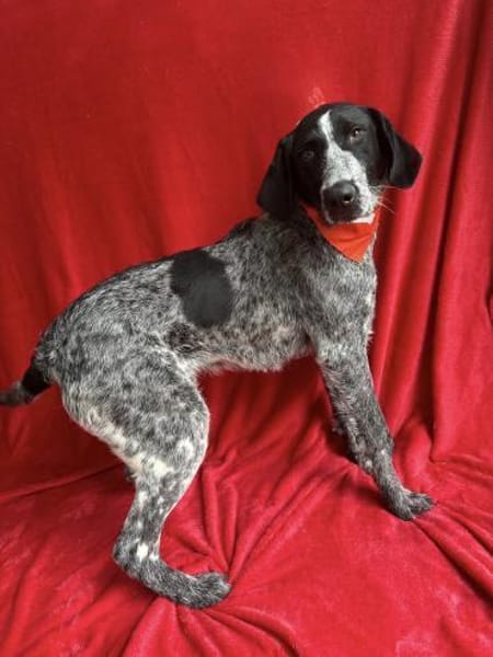 Moritz Aktiver Deutsch Kurzhaar Mix