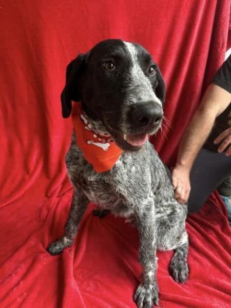 Moritz Aktiver Deutsch Kurzhaar Mix