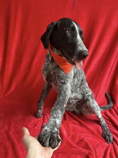 Moritz Aktiver Deutsch Kurzhaar Mix