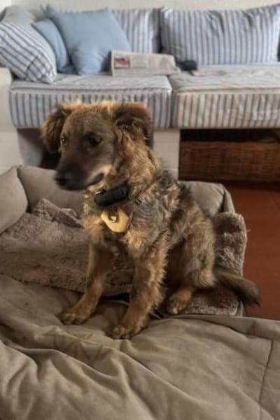 CEDRICbereits in 53940 Hellenthal