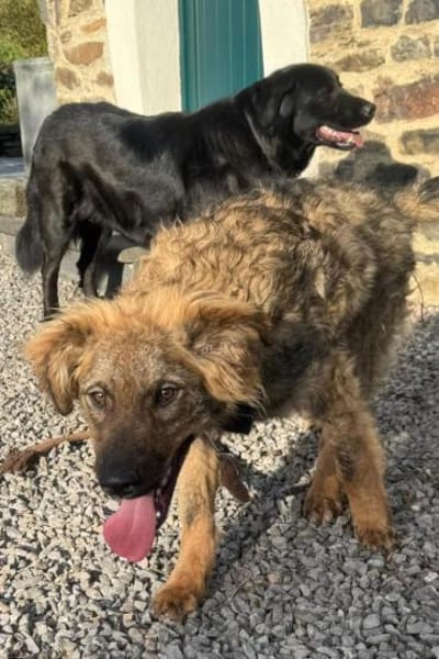 CEDRICbereits in 53940 Hellenthal