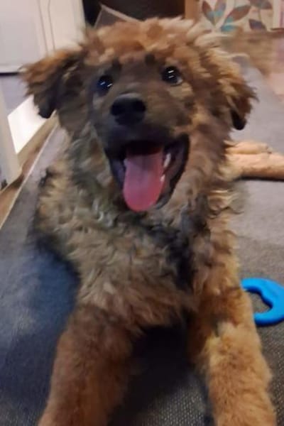 CEDRICbereits in 53940 Hellenthal