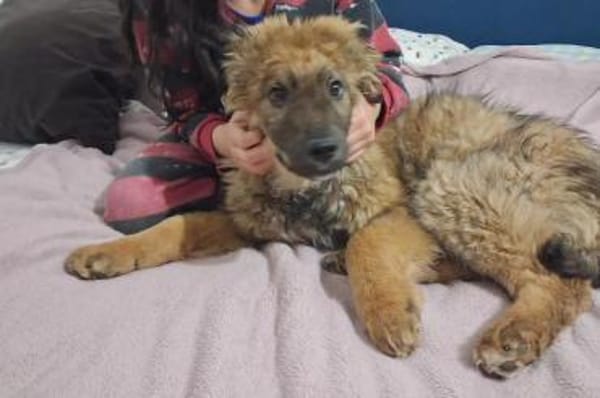 CEDRICbereits in 53940 Hellenthal