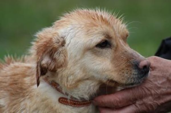 Fritzi - gutgelaunt u. sehr zutraulich