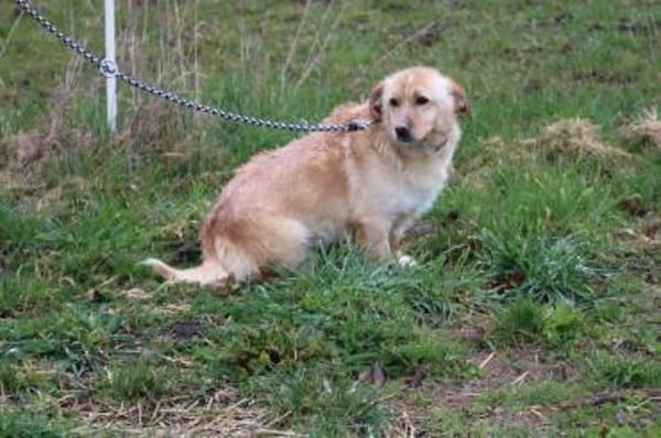 Fritzi - gutgelaunt u. sehr zutraulich