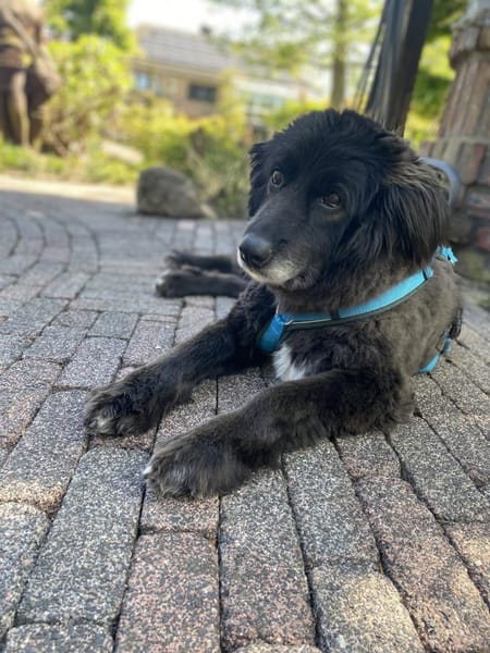 Cassandra❤ Körbchen gesucht
