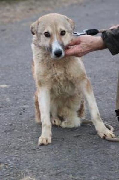 Bly - verspielte Junghündin