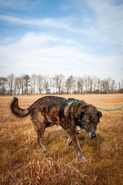 Verschmuster RUDY sucht sein Zuhause!
