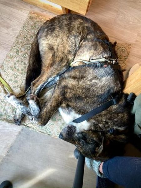 Verschmuster RUDY sucht sein Zuhause!