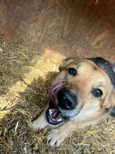 ❤🐾 ZANA, geb. ca. 2022, 40/42 cm