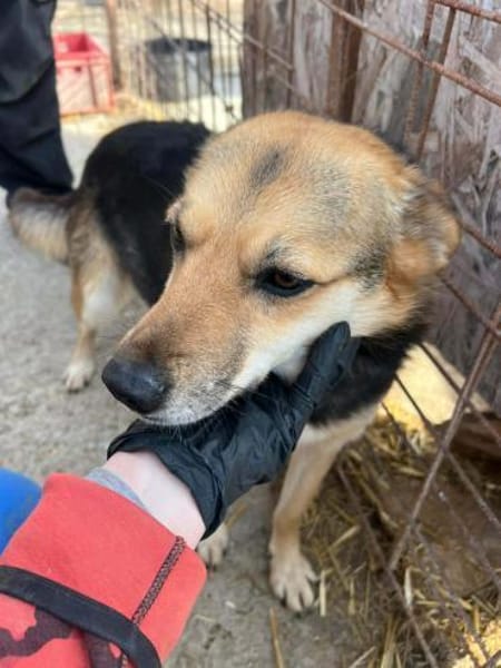 ❤🐾 ZANA, geb. ca. 2022, 40/42 cm