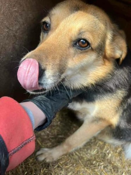 ❤🐾 ZANA, geb. ca. 2022, 40/42 cm