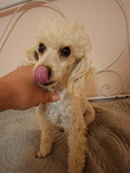 Liza, zarte Pudelhündin, ca. 2 Jahre