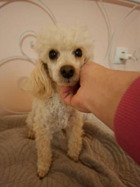 Liza, zarte Pudelhündin, ca. 2 Jahre