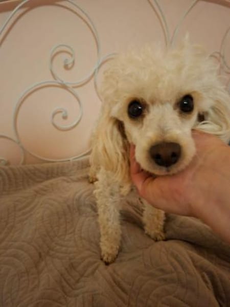 Liza, zarte Pudelhündin, ca. 2 Jahre