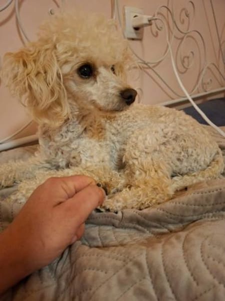 Liza, zarte Pudelhündin, ca. 2 Jahre