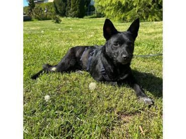 Tiziana - wartet in 66333 Völklingen