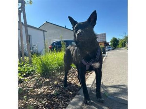 Tiziana - wartet in 66333 Völklingen