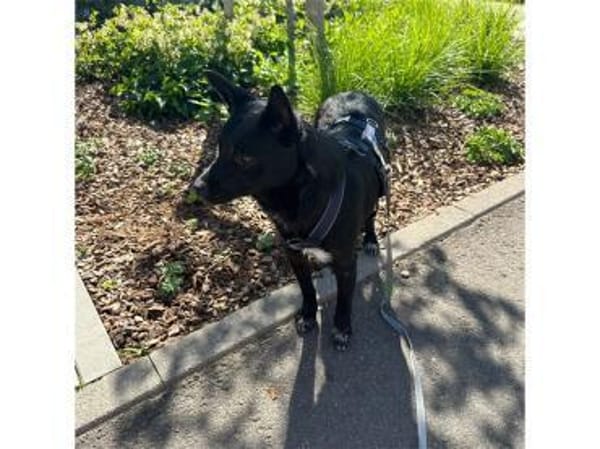 Tiziana - wartet in 66333 Völklingen