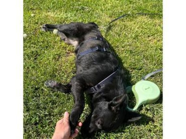 Tiziana - wartet in 66333 Völklingen